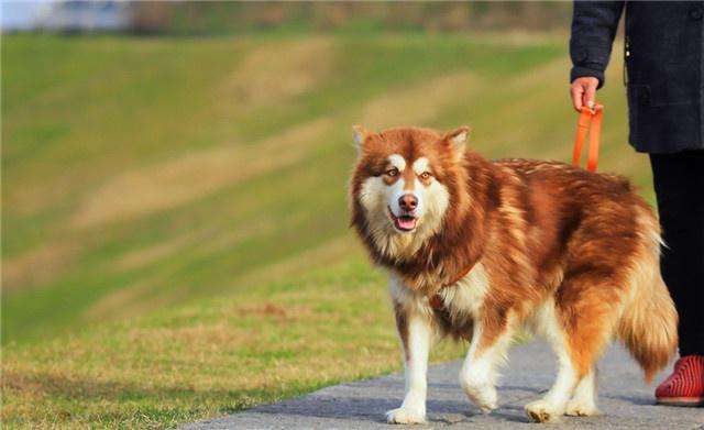 带你走进狗狗的世界,带你走进阿拉斯加克利凯犬