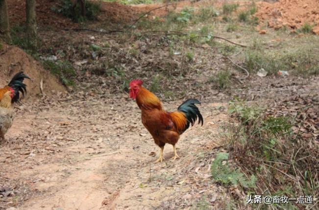 鸡得痛风的症状及治疗方法,鸡痛风用通肾药可以吗