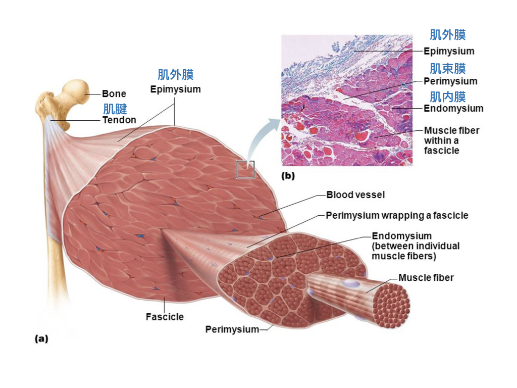 如何判断大腿后侧筋断了,大腿后侧筋拉着是拉伸还是不动好