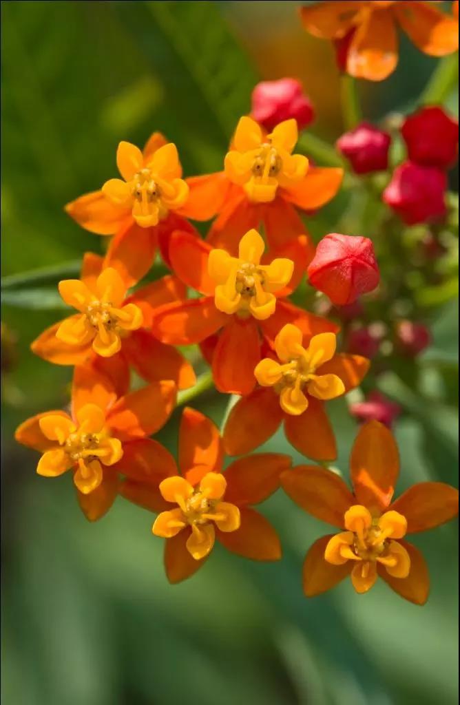 这4种花卉很漂亮花量大观赏度高,20种漂亮花好看不好养