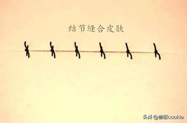 科普：关于犬猫去势/绝育的知识