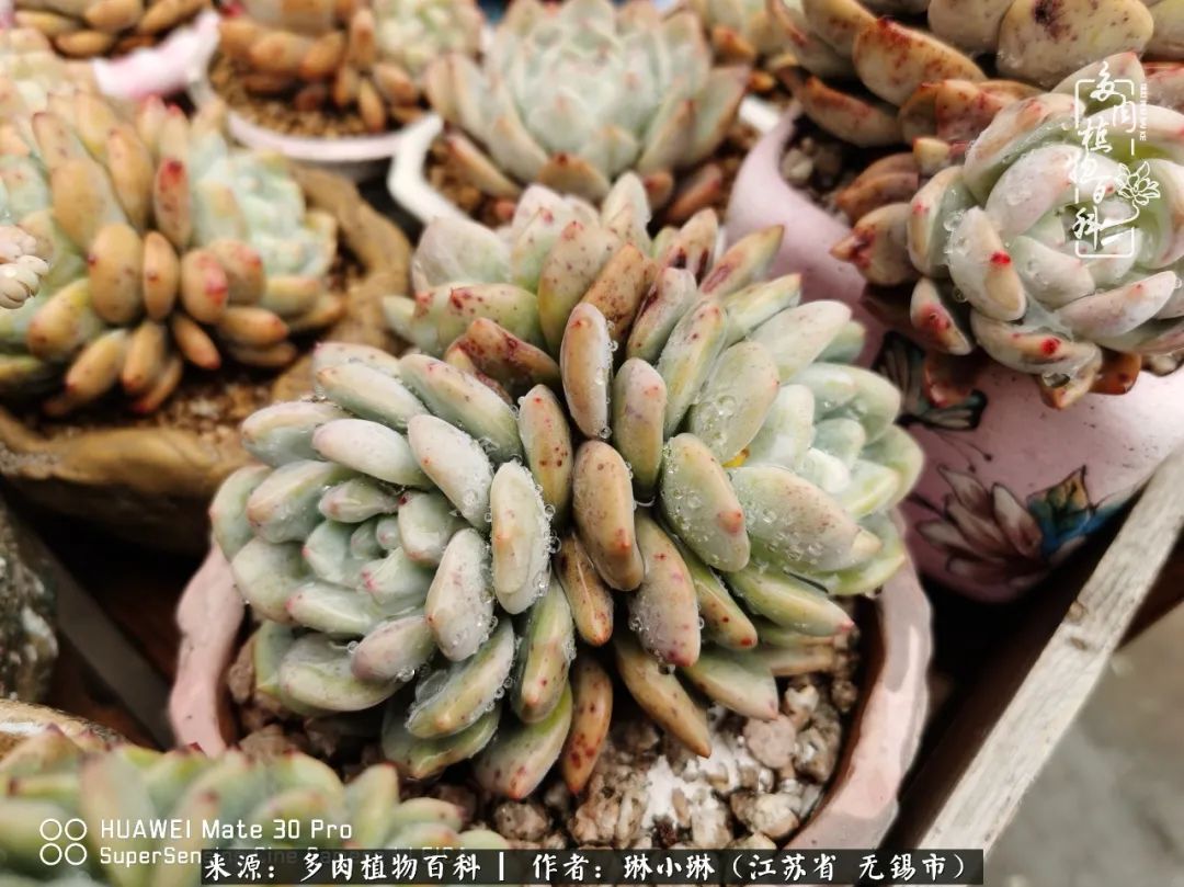 多肉变美是需要时间的,千万别辜负了多肉变美的黄金季节