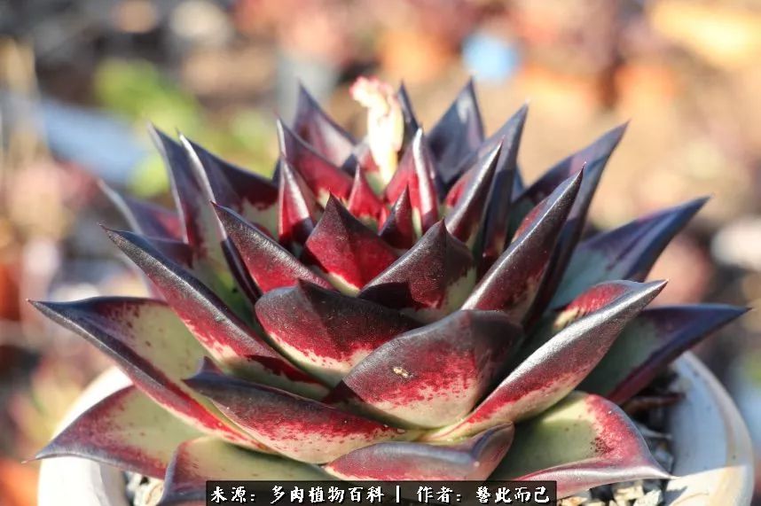 小警察的乌木：红与黑的霸气之美！