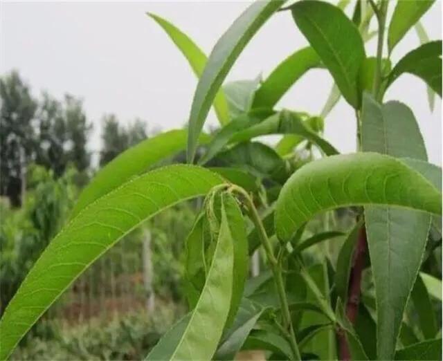 当年栽植的桃树可否进行摘心？