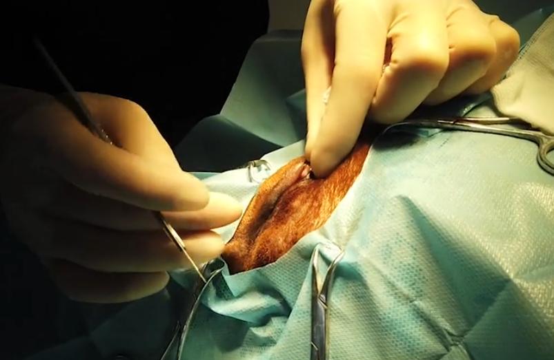 主人给狗狗割双眼皮,狗狗切双眼皮后遗症