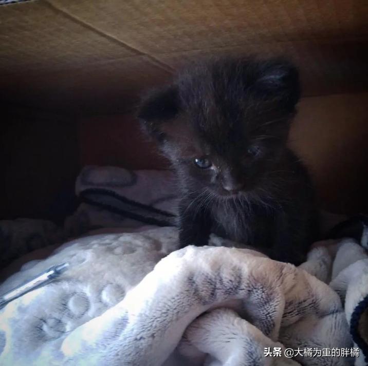 小猫被主人发现,小猫被主人发现就撒娇