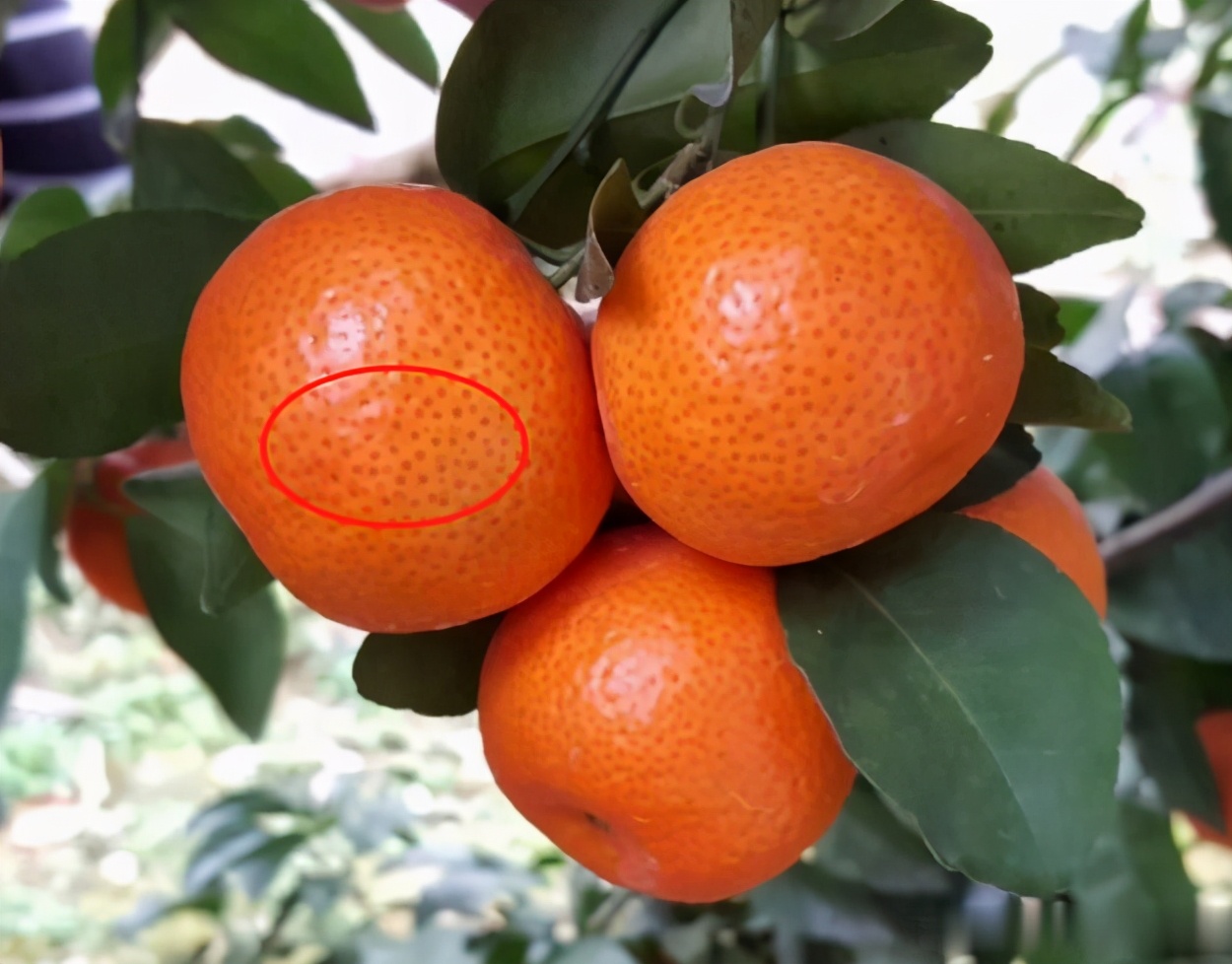 什么季节的沙糖桔便宜又好吃,买沙糖桔