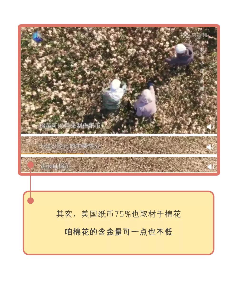 养活大量人口的粮食作物,正宗新疆新棉花大量上市