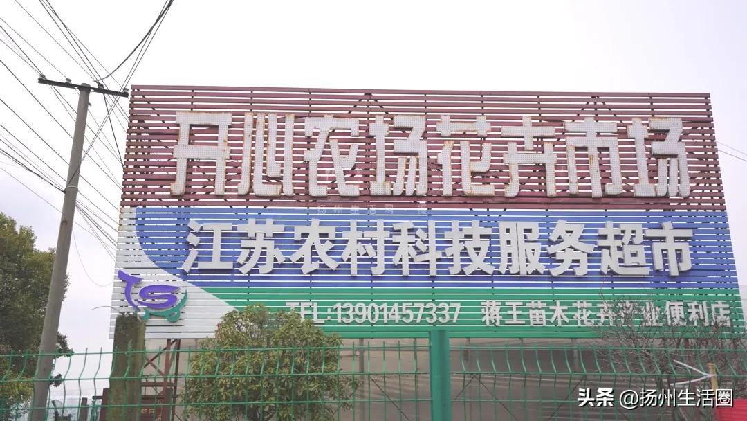 2元花盆批发清仓,2元花卉批发市场