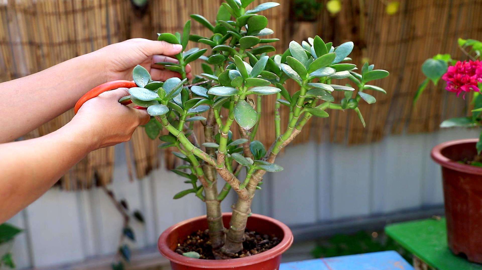 养玉树的十大诀窍,养玉树的绝招大全