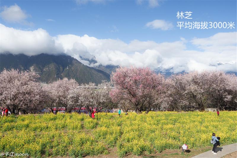 成都到拉萨海拔线路图,成都到拉萨自驾海拔图