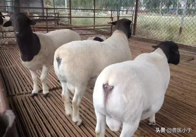 羊子宫脱出的治疗办法,羊产后脱宫怎么办