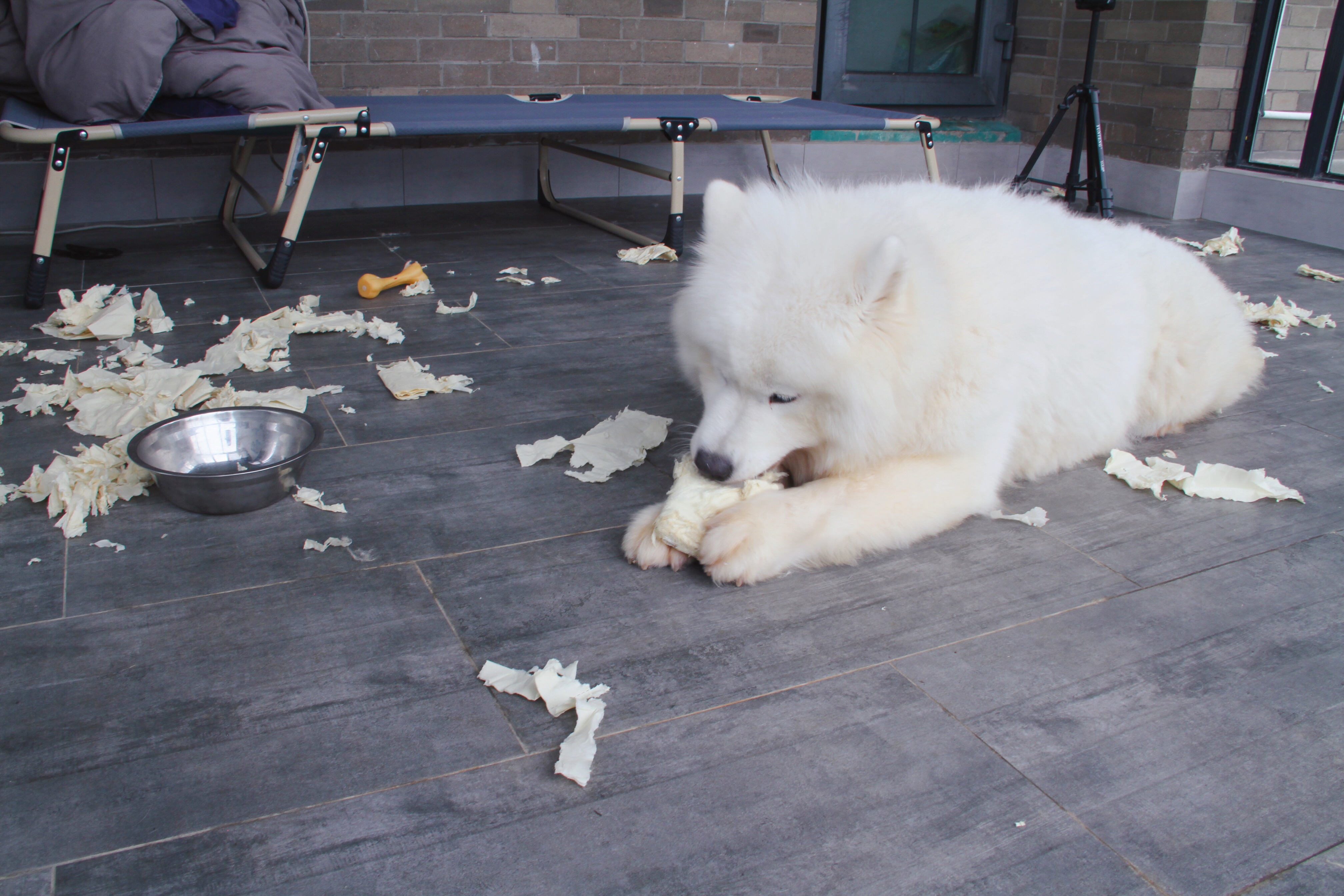 狗狗掉牙应关注什么,狗狗掉牙要关注什么