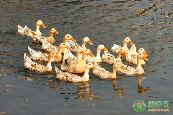 养鸭关注事项及预防疾病,养鸭怎么防治疾病