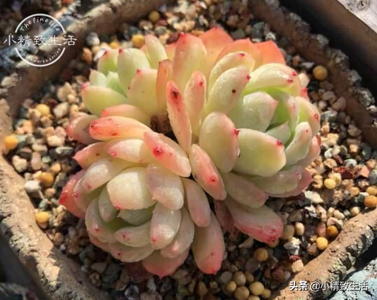 多肉长着长着就歪了怎么办,多肉长歪是什么原因