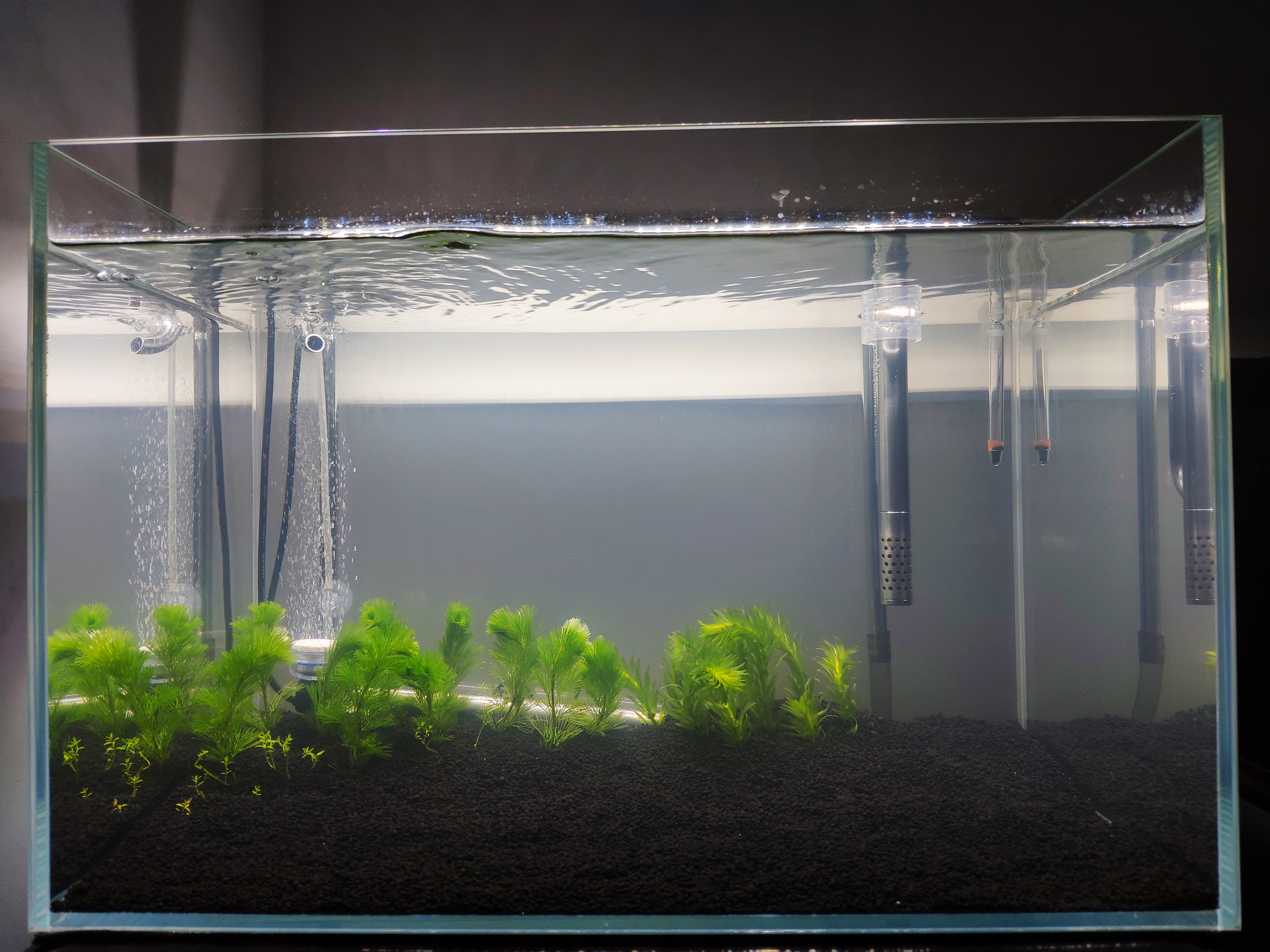 新水怎样建立硝化系统,养鱼的硝化系统