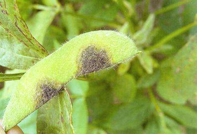 大豆有什么病虫害怎么防治,大豆病虫害防治技术与方法