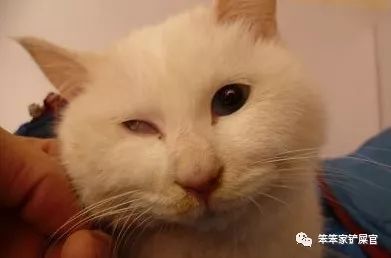 猫咪咬伤主人知道自己错了吗,猫咪头上被猫咪咬了发红怎么处理