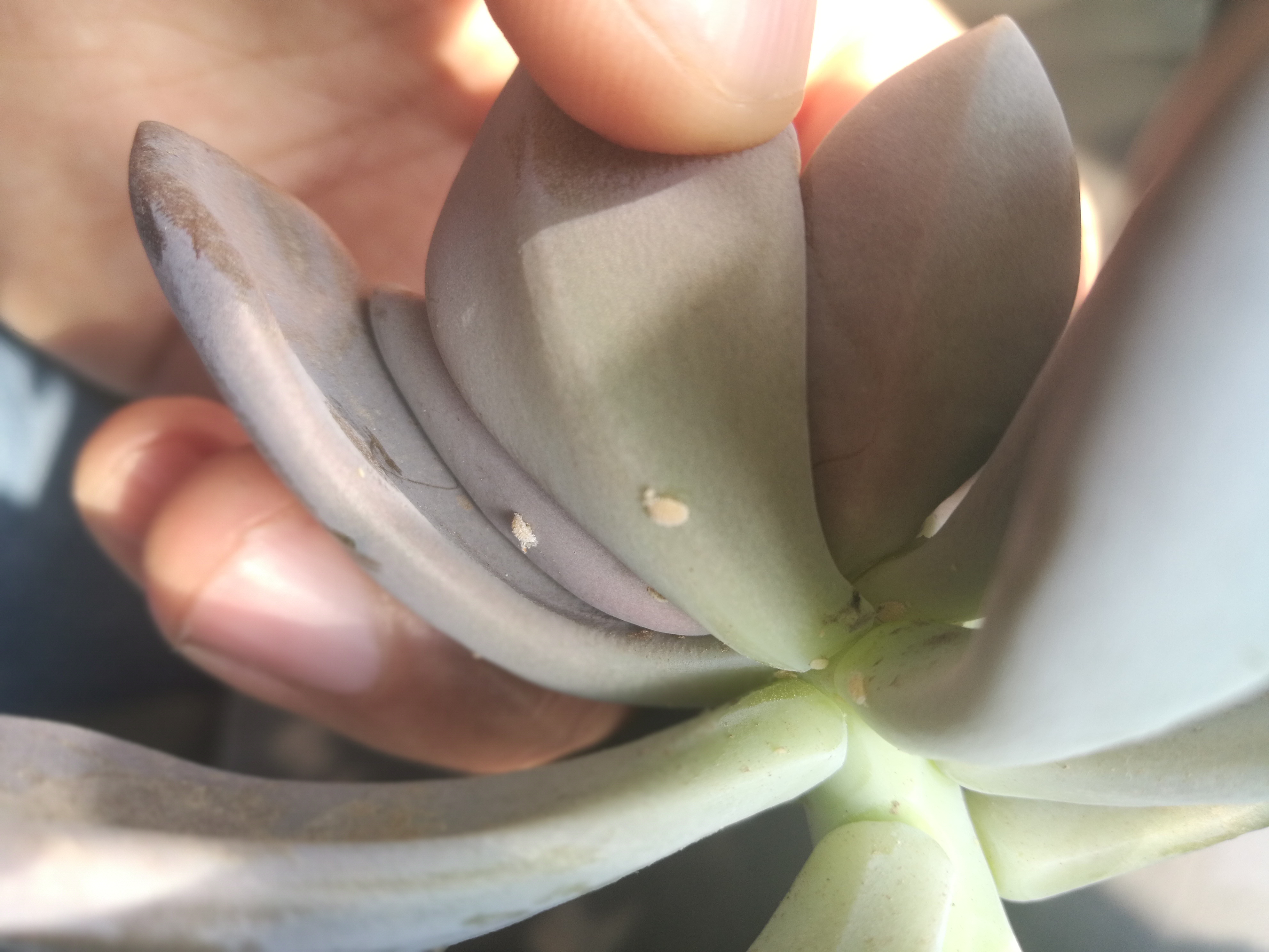 果园蚧壳虫成灾成灾了怎么办,冬季蚧壳虫怎样彻底消灭