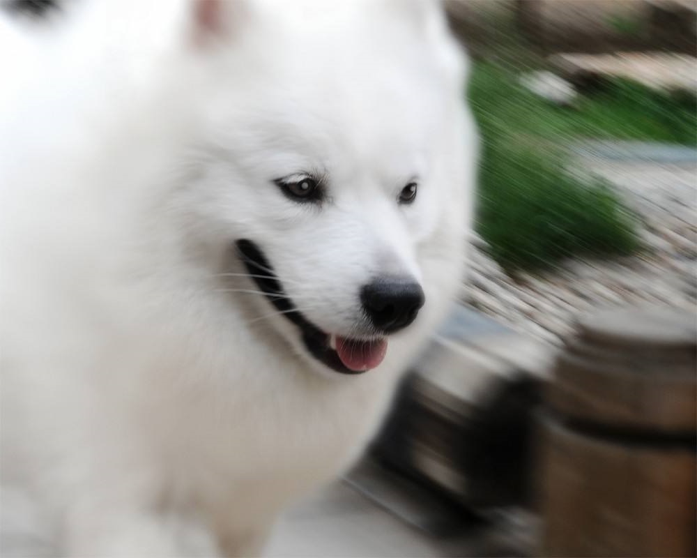 常见狗的各种发病症状,成犬狗狗老是咬东西是咋回事