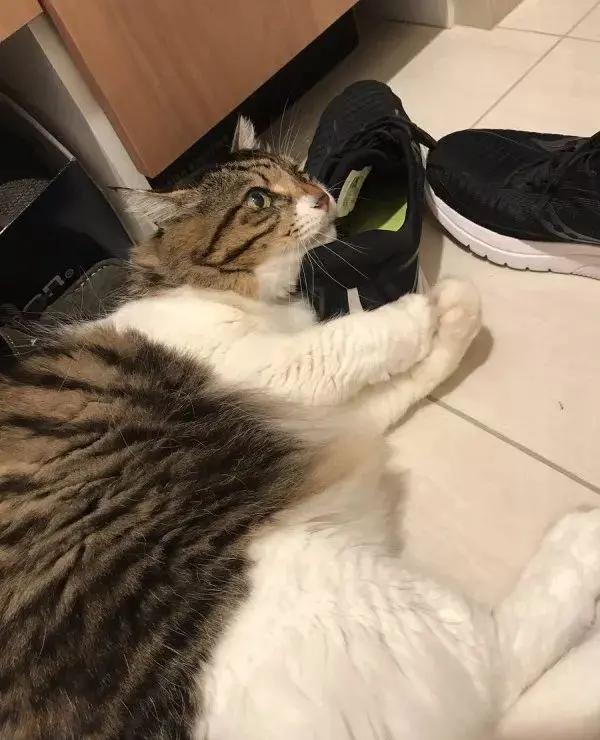 猫咪喜欢铲屎官是怎么回事,猫咪铲屎官要知道的知识