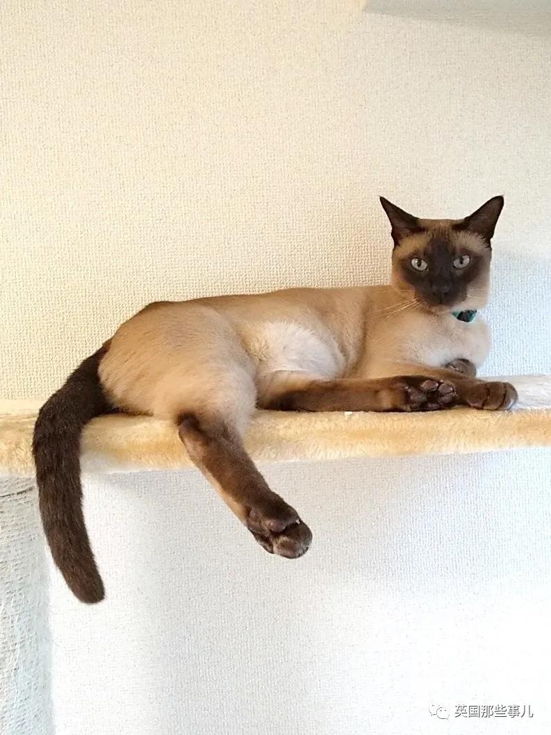 养暹罗猫会得什么病吗,养暹罗猫就像开盲盒