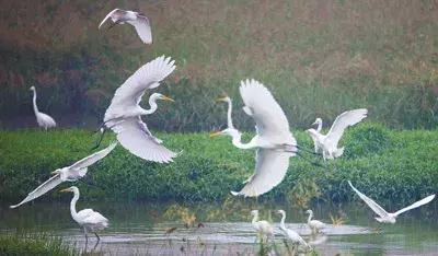 水利部河湖整治,推行河长制实现河畅水清岸绿景美