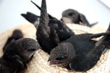 爪哇金丝燕介绍,金丝楠知识普及