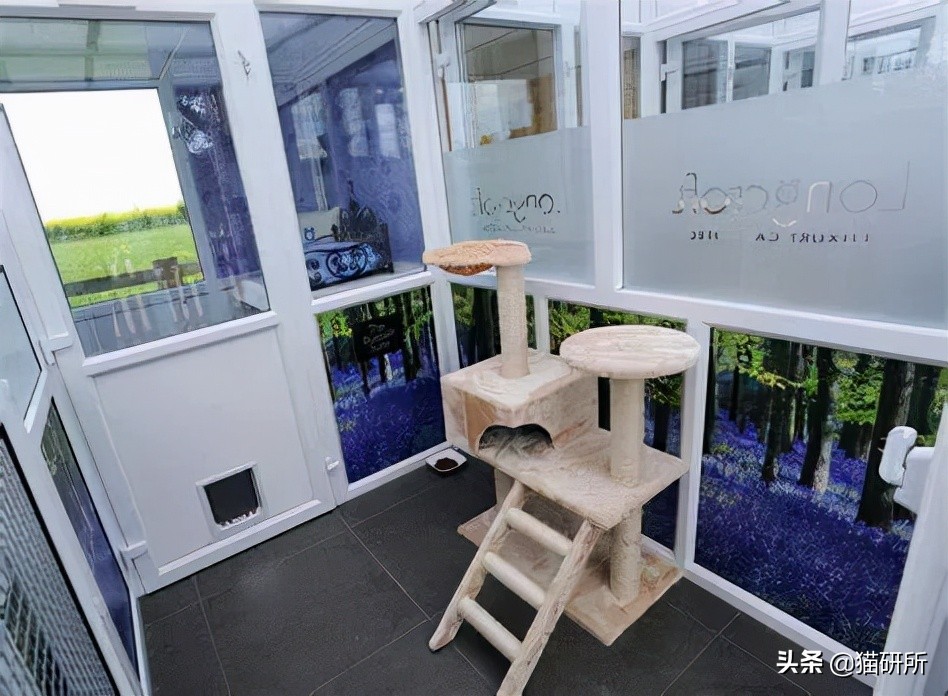 假期外出如何给猫咪找靠谱寄养,怎么找靠谱的猫咪寄养