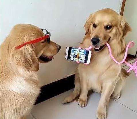 狗界最忠诚的6种狗养过的人都懂,公认最不起眼的6种狗你会养吗