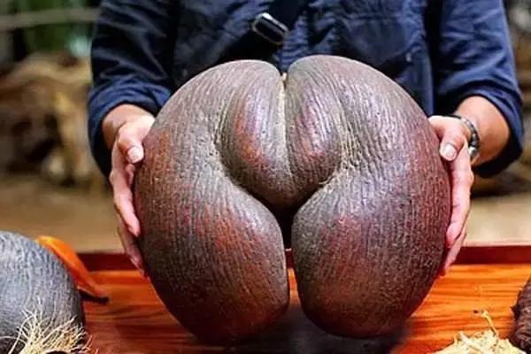 世界上罕见的十大水果,世界上罕见水果10个品种