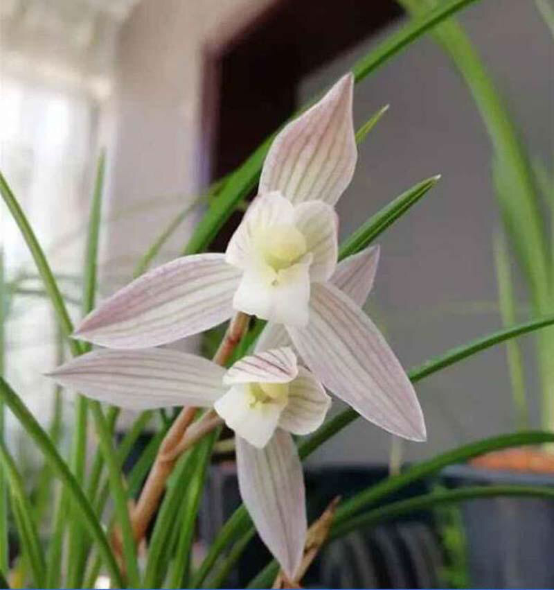 兰花长蚧壳虫怎么回事,兰花蚧壳虫用大蒜水治