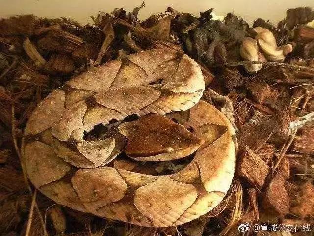 还没看《神奇动物在哪里》？没关系，你错过的神奇动物都在这里