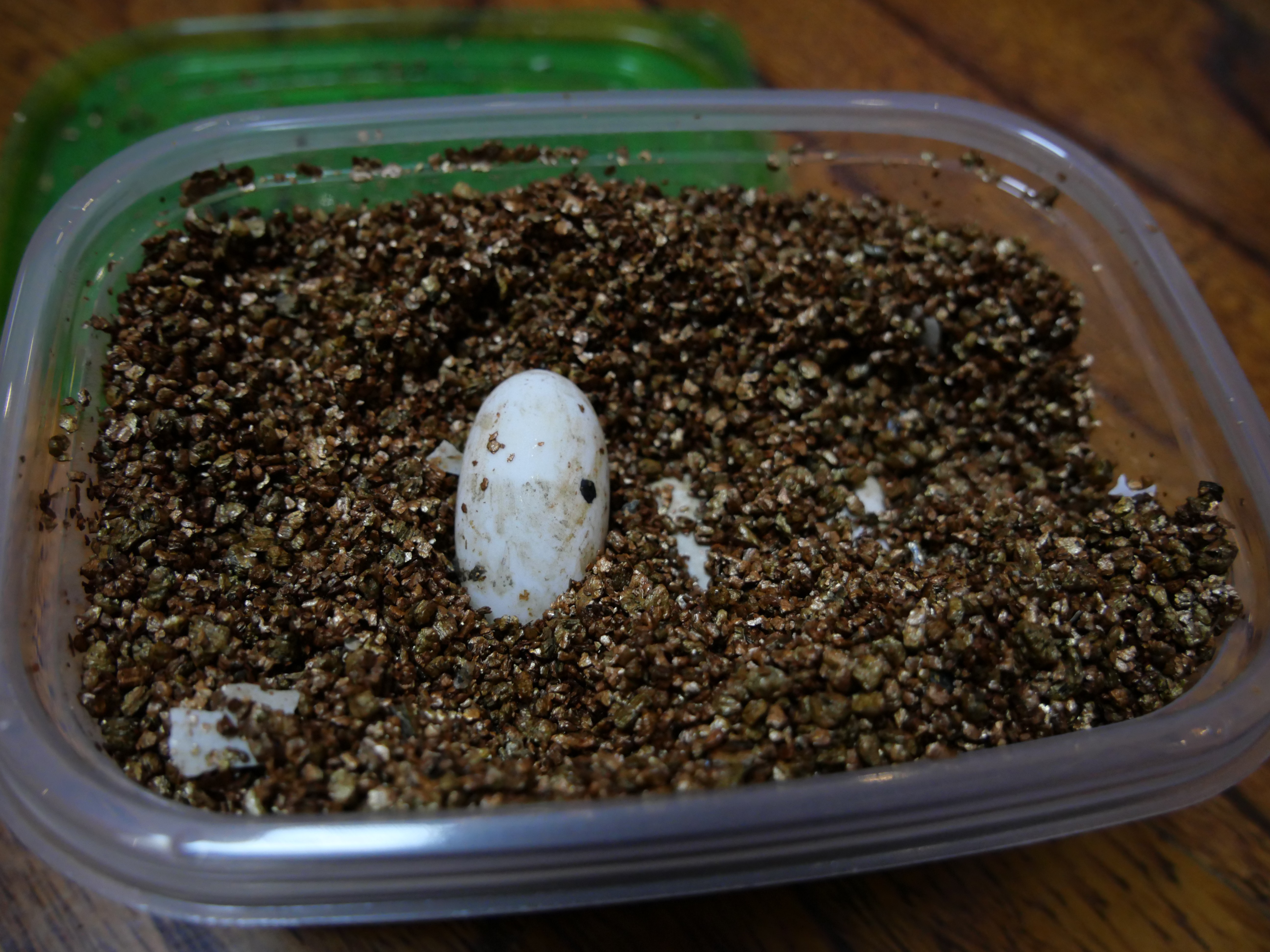 从乌龟下蛋到孵出小乌龟全过程,蛋龟刚出壳的龟苗怎么养