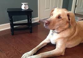 狗狗误食毒药自救,狗狗误食毒物怎么办