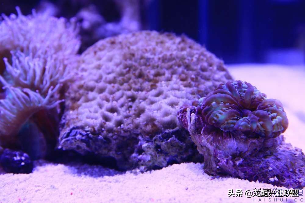 从零开始玩海缸的方法,从零开始玩海缸全过程