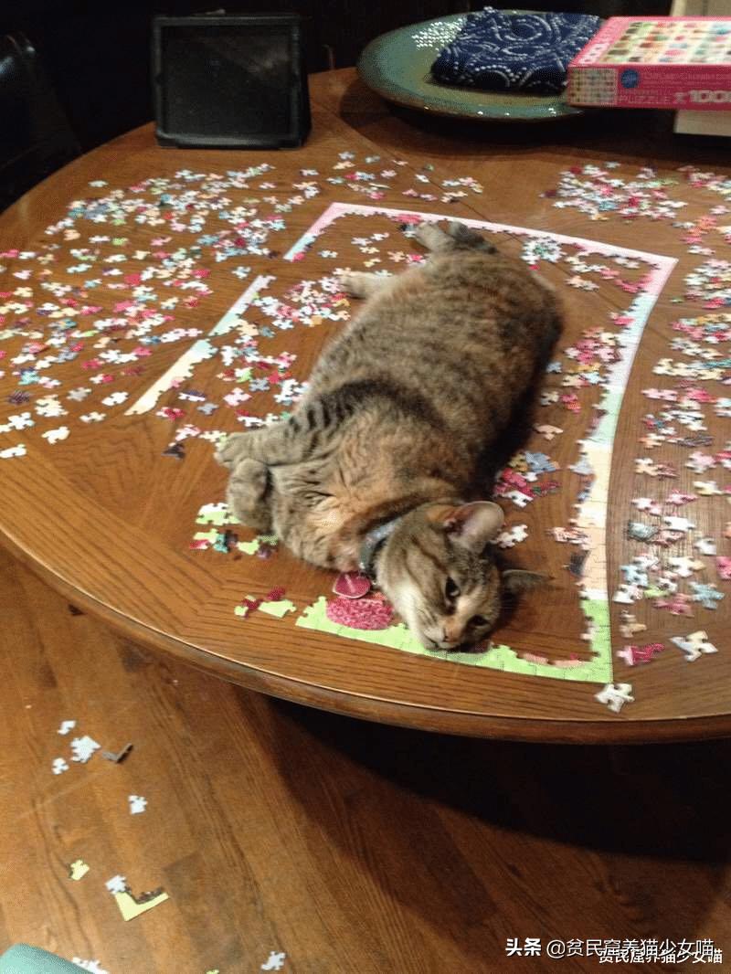 猫咪vs巨型蜘蛛,猫咪vs恶猫