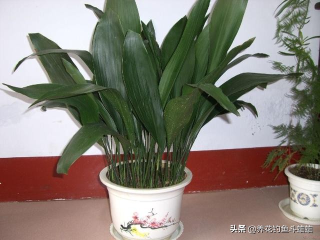 一叶兰不长叶子变黑怎么办,一叶兰不长原因