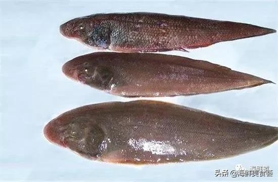 好吃不贵的海鲜种类有哪些,最好吃又最常见海鲜有几种