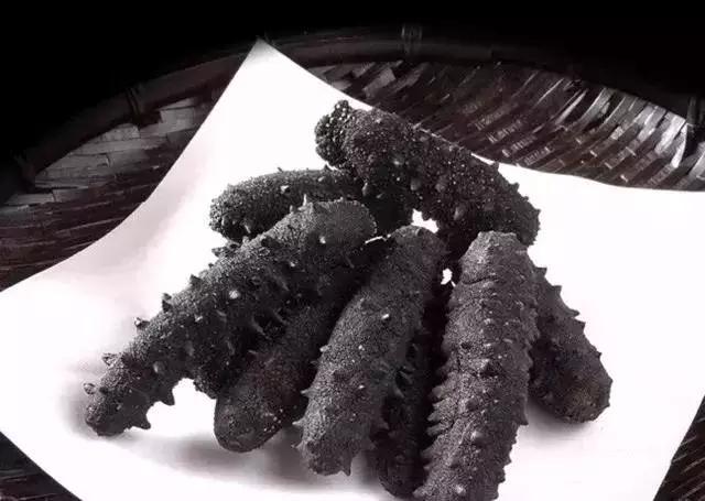 海参物种科普,海参100种图片