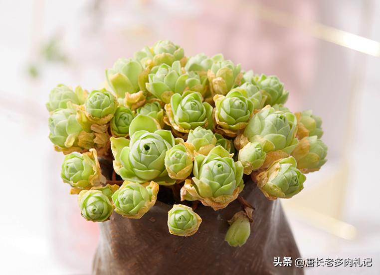 刚上盆的多肉还没服盆怎么浇水,多肉上盆后叶片不发芽