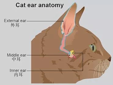 猫外耳炎的图片,正常猫耳朵背面是什么样子