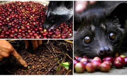 一般咖啡有哪几种咖啡,常见的十种咖啡