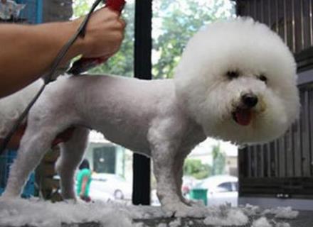 狗狗得了螨虫怎么治疗,狗狗得了螨虫怎么消毒