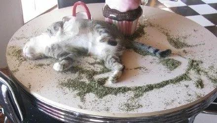 还有吸猫薄荷更严重的猫吗,有只猫吸了猫薄荷