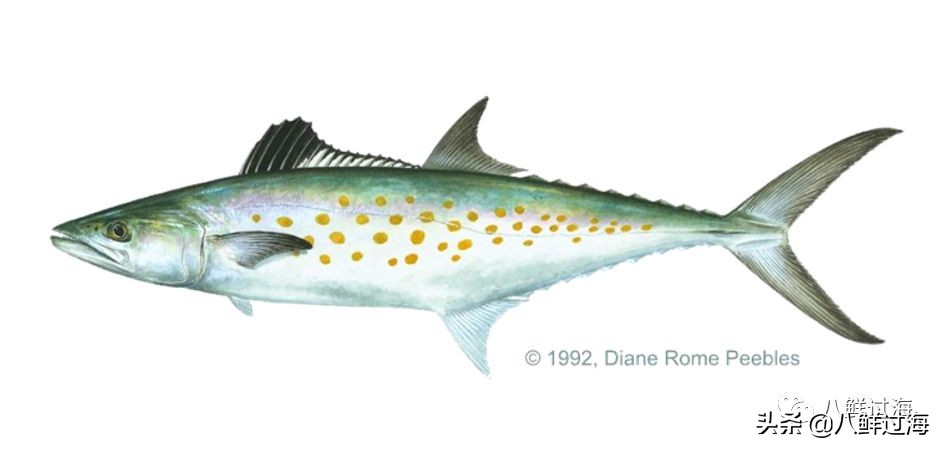 挪威青花鱼和鲐鲅鱼口感,挪威青花鱼和鲐鱼的区别