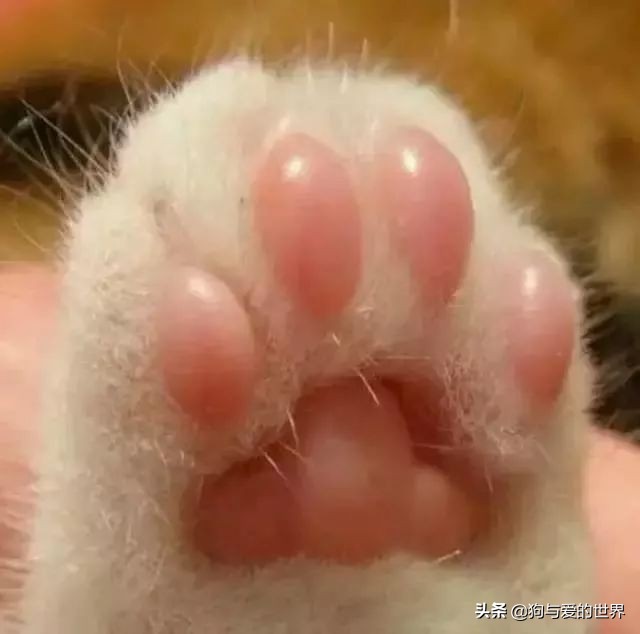 猫猫为什么喜欢躲在暗处扑人,猫猫为什么把爪子藏起来
