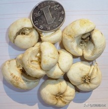 白话草药,中药白话