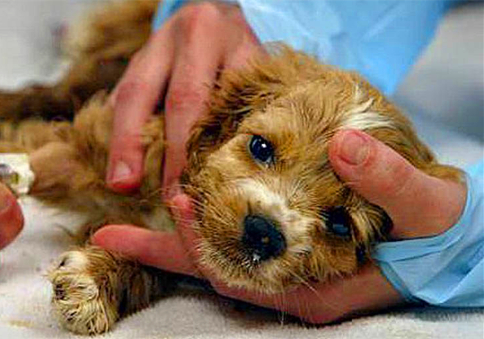 幼犬细谨慎肌炎的症状,小狗肺炎呼吸急促应该怎么缓解