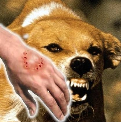 被猫狗咬伤了要怎么办动画,被猫狗轻微抓伤怎么办